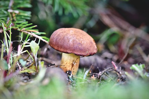 pilz